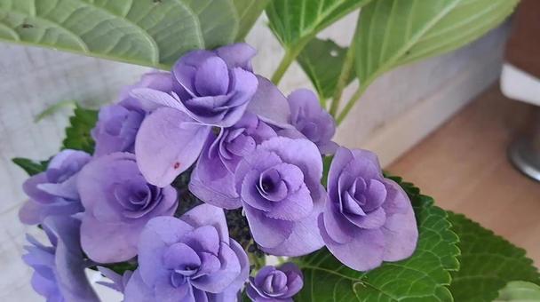 アジサイの写真