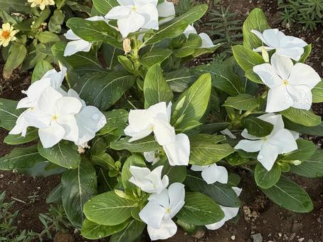 白い花 花,春,園芸の写真素材