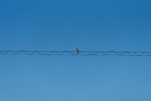 電線に止まって辺りの様子を伺うモズ モズ,冬鳥,野鳥の写真素材