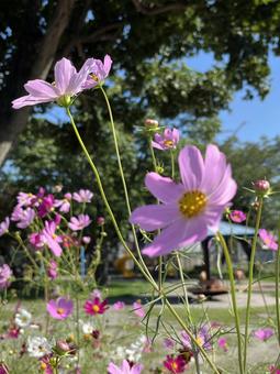 秋桜!青空にピンク色の花 秋桜!青空にピンク色の花の写真