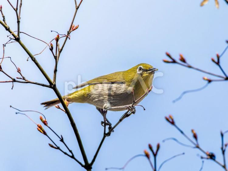 枝にとまるメジロ メジロ,野鳥,鳥の写真素材