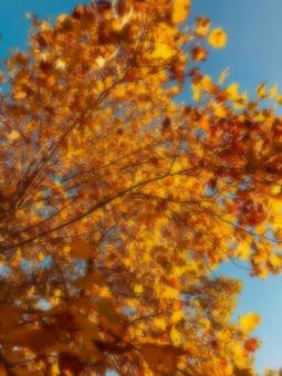 楓 紅葉 秋のイメージ ぼかしの写真