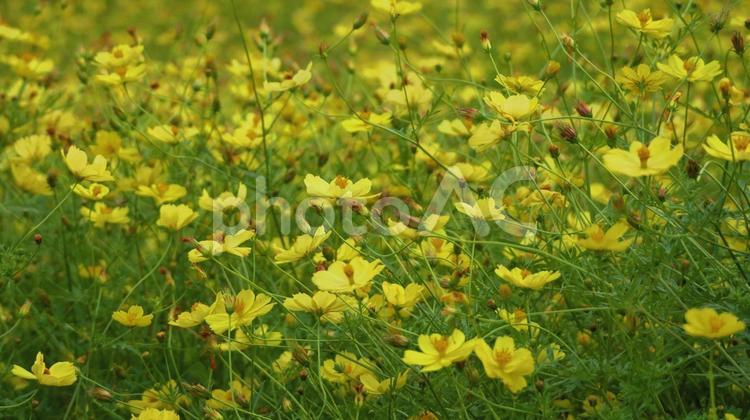 美しく敷き詰められたキバナコスモス キバナコスモス,秋桜,ひたち海浜公園の写真素材