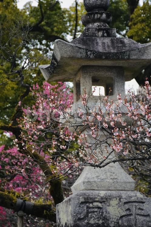 石灯籠と梅 太宰府天満宮,梅の花,石灯籠の写真素材