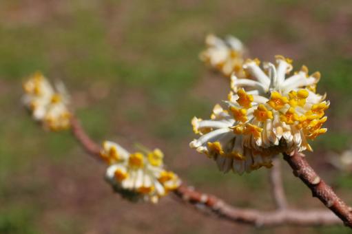 3月上旬の公渕公園の大輪ミツマタの花 3月上旬の公渕公園の大輪ミツマタの花の写真