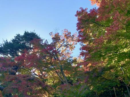 紅葉と青空 紅葉と青空の写真