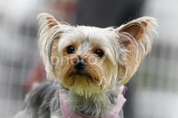 ヨーキーのクローズアップ② 犬,ヨーキー,ヨークシャーテリアの写真素材
