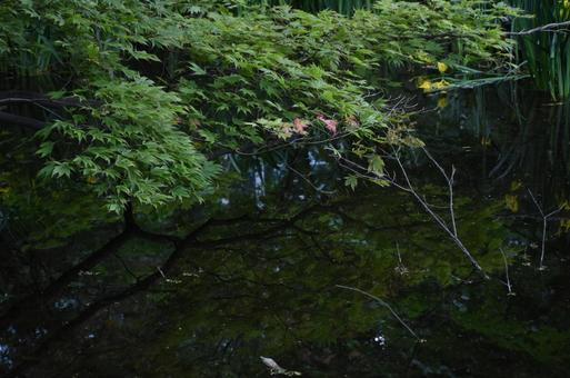 池に写り込む枝と葉っぱ 池に写り込む枝と葉っぱ 夏,札幌,木の写真素材