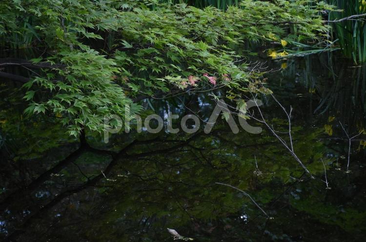 池に写り込む枝と葉っぱ 夏,札幌,木の写真素材