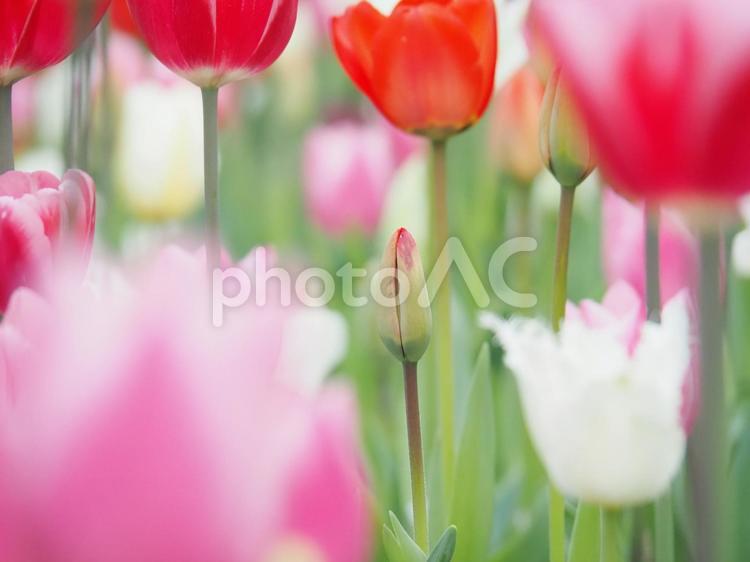 チューリップ畑の中のつぼみ一輪・中心 チューリップ,花,赤の写真素材