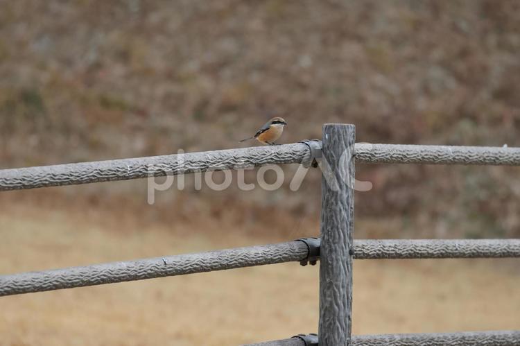 モズ モズ,鳥,野鳥の写真素材