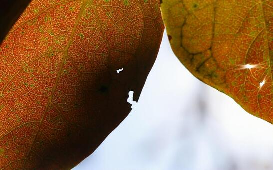 柿の葉の模様 柿の葉,秋の葉っぱ,葉脈の写真素材