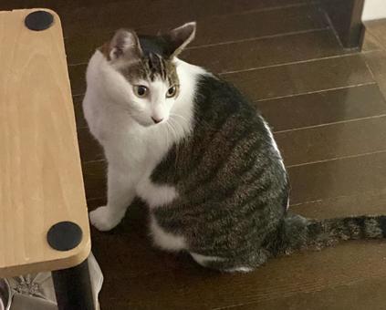 後ろを振り向くキジ白にゃんこ様 後ろを振り向くキジ白にゃんこ様 猫,キジ白,微睡むの写真素材