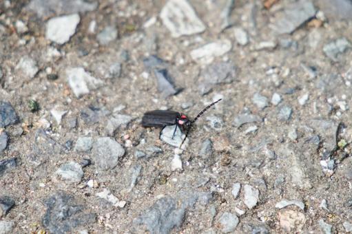 オバボタルの昆虫写真 オバボタル,ホタル,昆虫の写真素材