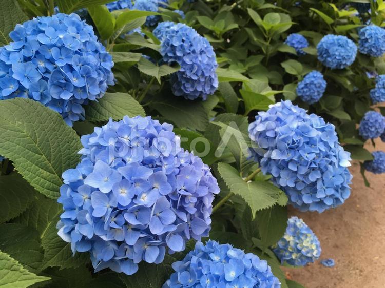 紫陽花　花　植物　６月　梅雨　額紫陽花　ガクアジサイ 額紫陽花,アジサイ,紫陽花の写真素材