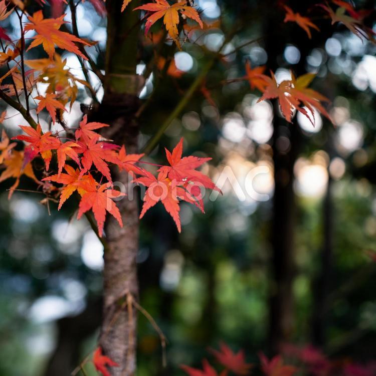 スクエアで切り取った紅葉したもみじ もみじ,紅葉,葉っぱの写真素材