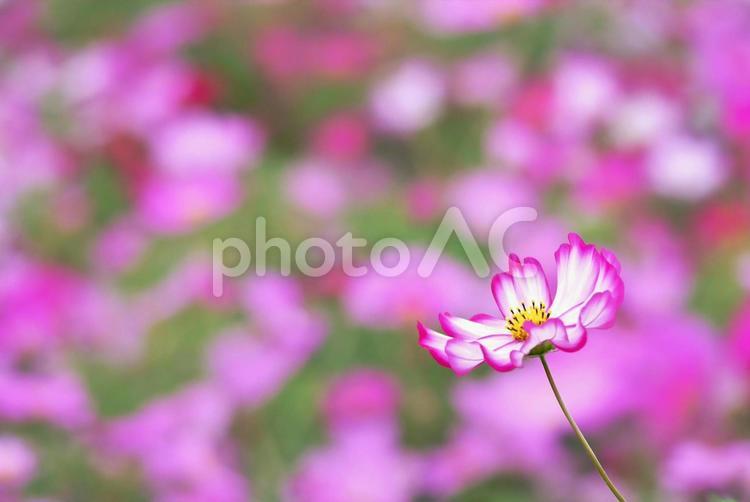 ピンクの縁取りの可愛いコスモス 10月,11月,9月の写真素材