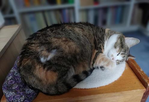 可愛いミケ 可愛いミケ ネコ,三毛,可愛いの写真素材