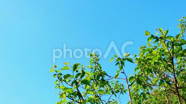 青空と新緑の風景 青空,あおぞら,空の写真素材