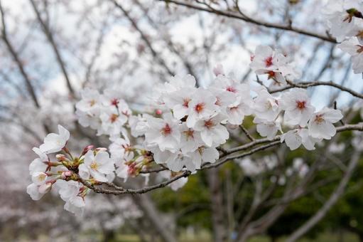 桜 桜の写真