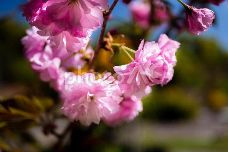 緑花センター　八重桜の花 花,植物,八重桜の写真素材