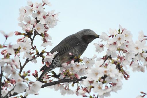 春のヒヨドリ ヒヨドリ,野鳥,鳥の写真素材