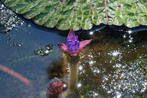オニバスの花 オニバスの花の写真
