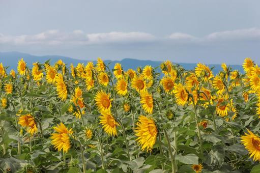秋の光を浴びるひまわり ひまわり,佐賀,秋の写真素材