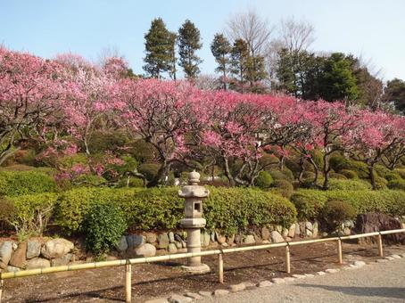 池上梅園の梅 池上梅園の梅 池上梅園,池上,梅園の写真素材