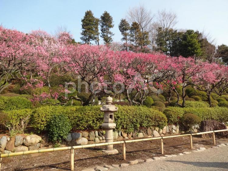 池上梅園の梅 池上梅園,池上,梅園の写真素材