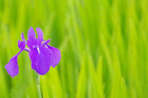 Iris, JPG