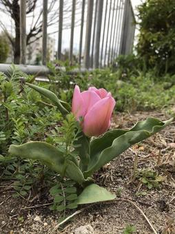 Photo, tulip, spring, pounding, 