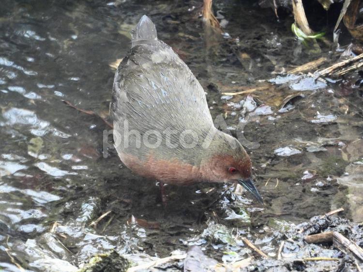 餌を探すヒクイナ 鳥,野鳥,ヒクイナの写真素材