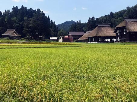 稲穂と茅葺き屋根の里 稲穂と茅葺き屋根の里の写真