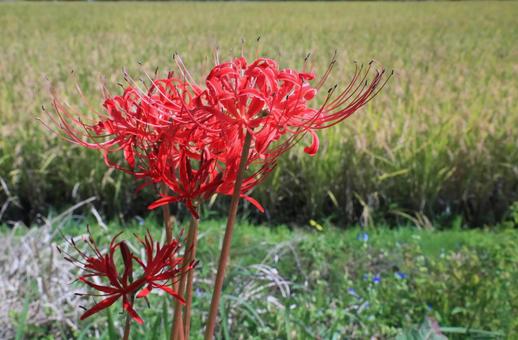 ヒガンバナ(彼岸花) ヒガンバナ(彼岸花)の写真