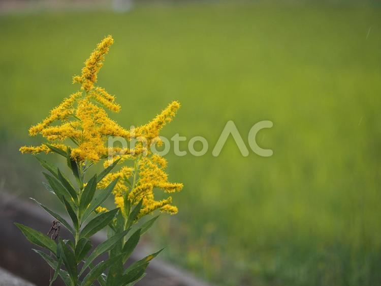 帰化植物　セイタカアワダチソウ④ セイタカアワダチソウ,代萩,背高泡立草の写真素材