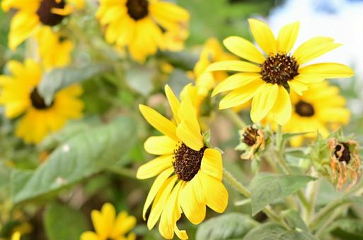 Lots of small sunflowers, JPG Lots of small sunflowers, JPG