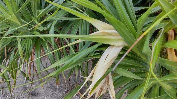 アダンの花Ａ 植物,奄美,自然の写真素材