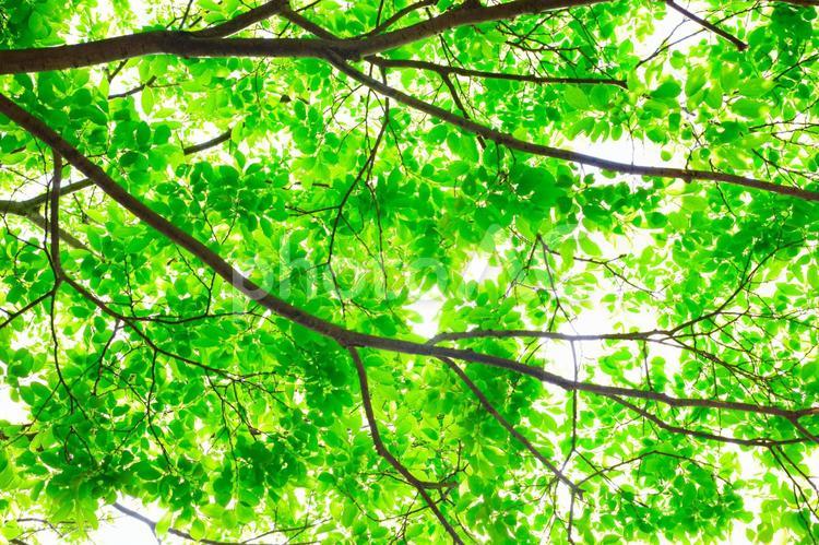 木漏れ日 木漏れ日,新緑,木の写真素材