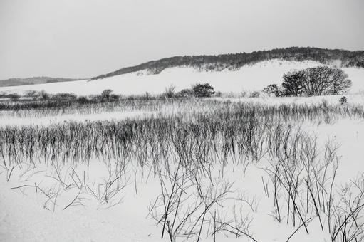 力強く際立つ、遠別原野の冬の息吹 雪原,樹木,雪の写真素材
