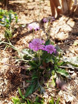 Photo, vertical, flower, plant, 