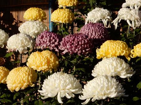 【風景写真】福山菊花展覧会の風景の写真