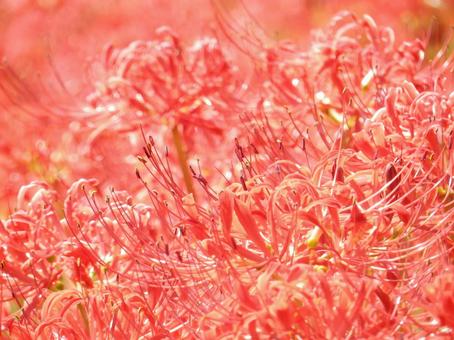【彼岸花の写真】彼岸花が咲く風景の写真