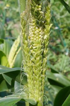 Photo, corn, tassel seed, male ear seed, 