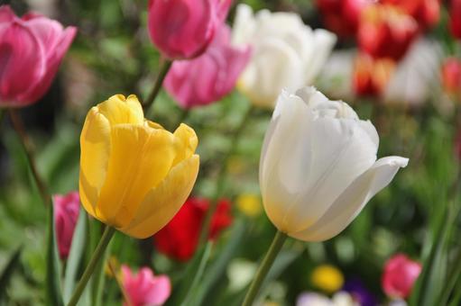 チューリップ・Tulips　咲く風景 球根植物,チューリップ,風景の写真素材