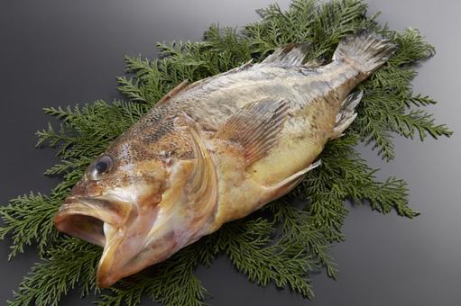 シマゾイ シマゾイ シマゾイ,しまぞい,生魚の写真素材