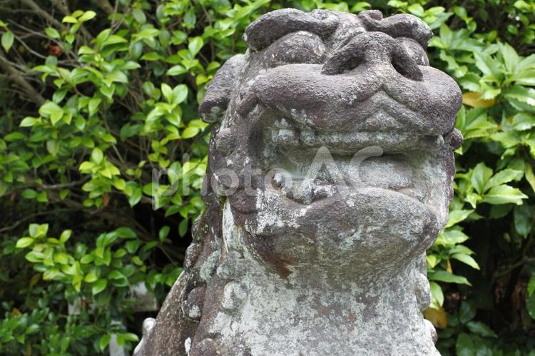 八幡宮の狛犬 神社,狛犬,八幡宮の写真素材