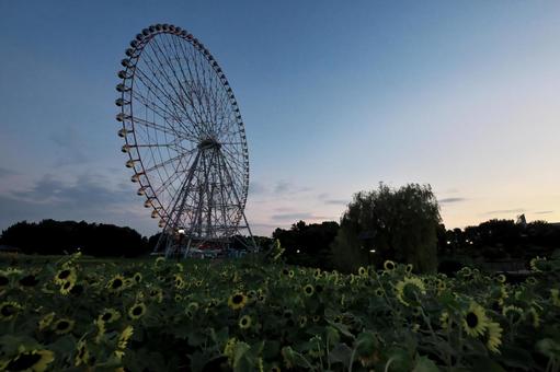 葛西臨海公園 朝焼けとひまわりと観覧車 葛西臨海公園 朝焼けとひまわりと観覧車の写真
