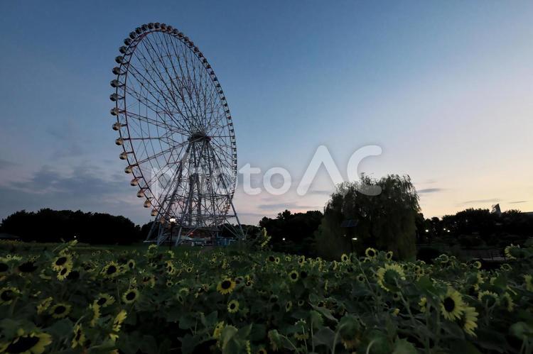 葛西臨海公園　朝焼けとひまわりと観覧車 葛西臨海公園,東京都江戸川区,ダイヤと花の大観覧車の写真素材