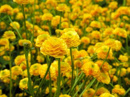 ラナンキュラスの咲く風景 ハナキンポウゲ,自然風景,色鮮やかの写真素材